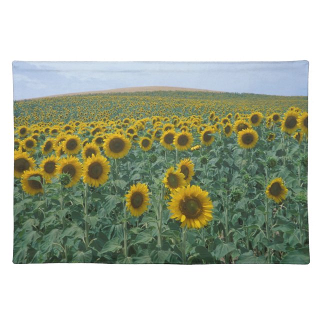 EU, France, Provence, Sunflower field Placemat (Front)