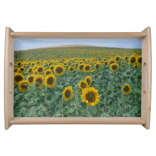 EU, France, Provence, Sunflower field Serving Tray