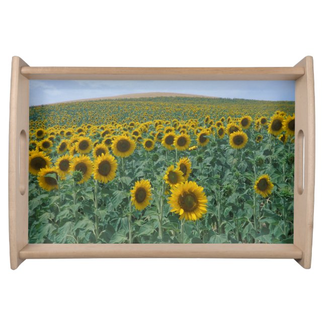 EU, France, Provence, Sunflower field Serving Tray (Front)