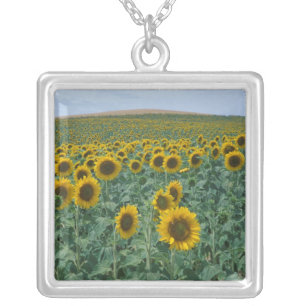 EU, France, Provence, Sunflower field Silver Plated Necklace