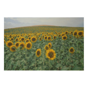 EU, France, Provence, Sunflower field Wood Wall Art