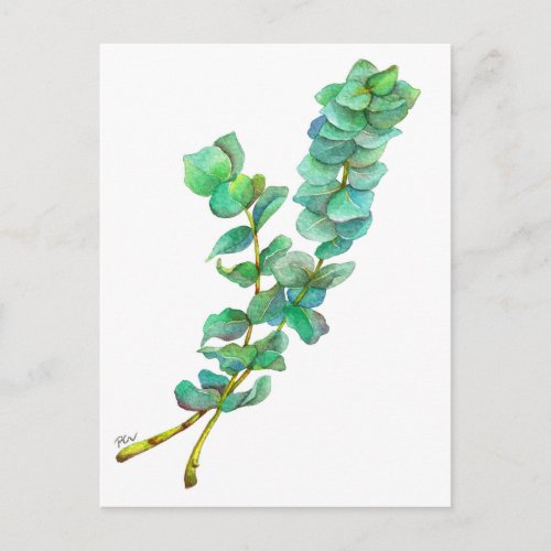 Eucalyptus 01 postcard