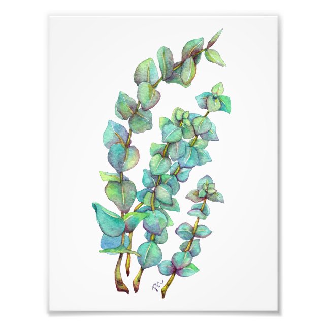 Eucalyptus 02 photo print (Front)