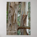 Eucalyptus Bark Poster