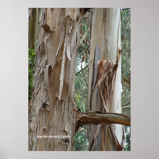 Eucalyptus Bark Poster (Front)