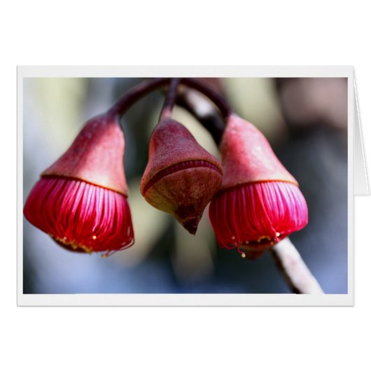 Eucalyptus caesia gift card - 03 (Front Horizontal)