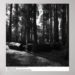Eucalyptus Grove, UC Berkeley, 1967 Poster