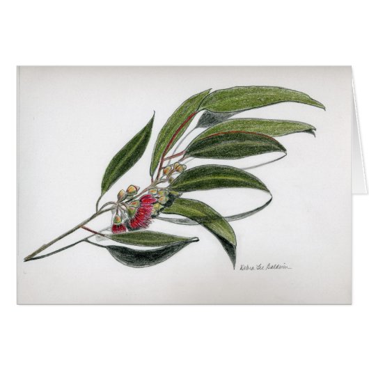 Eucalyptus leaves cards (Front Horizontal)