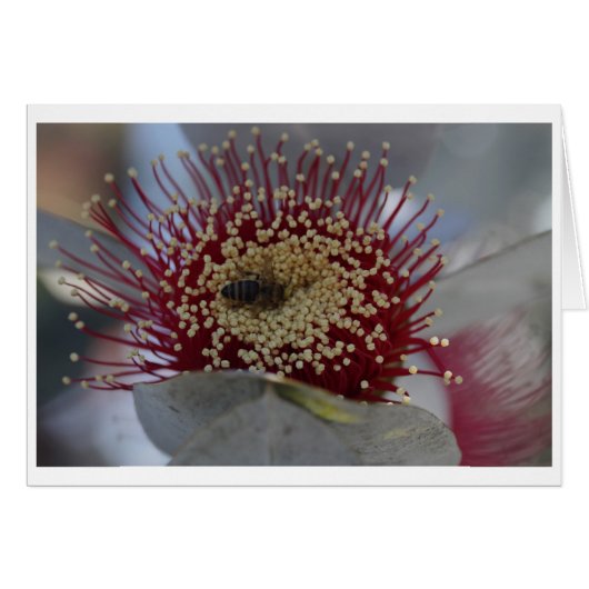 Eucalyptus macrocarpa gift card - 05 (Front Horizontal)