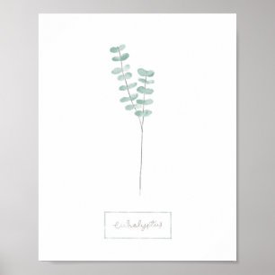 Eucalyptus poster