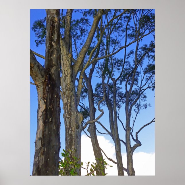 Eucalyptus Trees Poster (Front)
