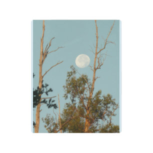 Eucalyptus trees with full moon at Thousand oaks P Metal Print