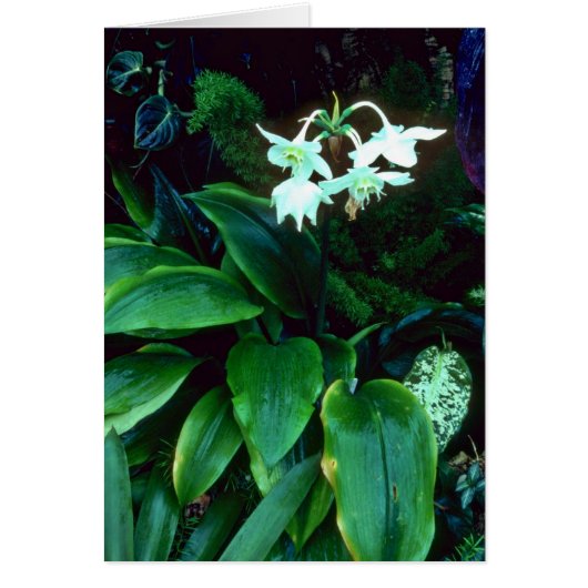 Eucharis Grandiflora (Amazon) Pink flowers Cards (Front)