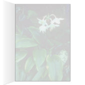 Eucharis Grandiflora (Amazon) Pink flowers Cards (Inside (Right))