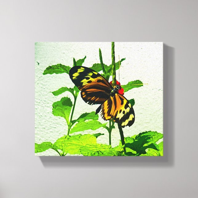 Eueides Isabella Canvas Print (Front)