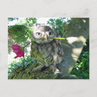Eule mit Rose Postcard