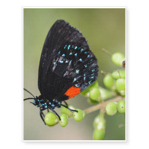 Eumaeus Atala Temporary Tattoos