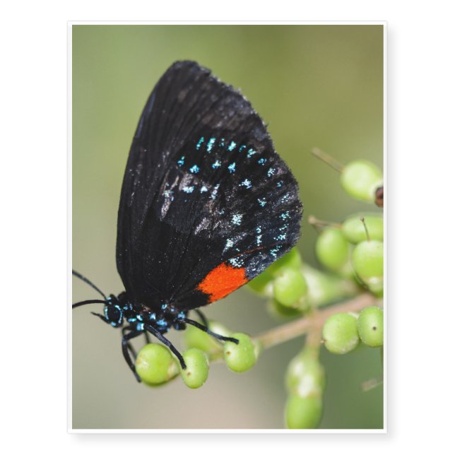 Eumaeus Atala Temporary Tattoos (Front)