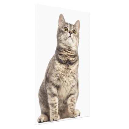 Euopean Shorthair Canvas Print