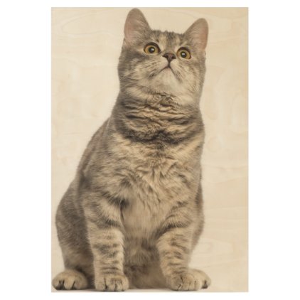 Euopean Shorthair Wood Poster