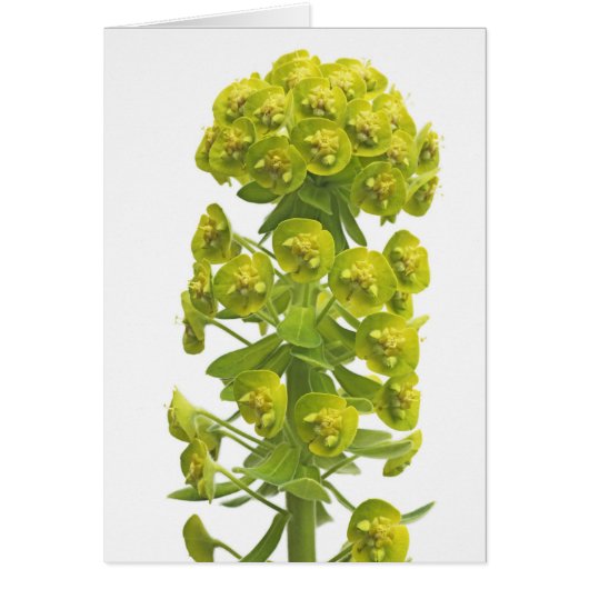 Euphorbia Cards (Front)