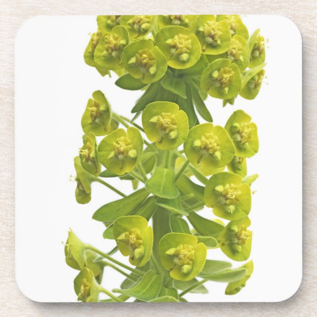 Euphorbia Drink Coaster (Front)