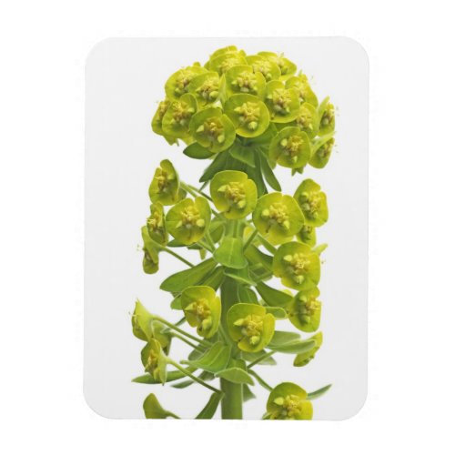 Euphorbia Magnet