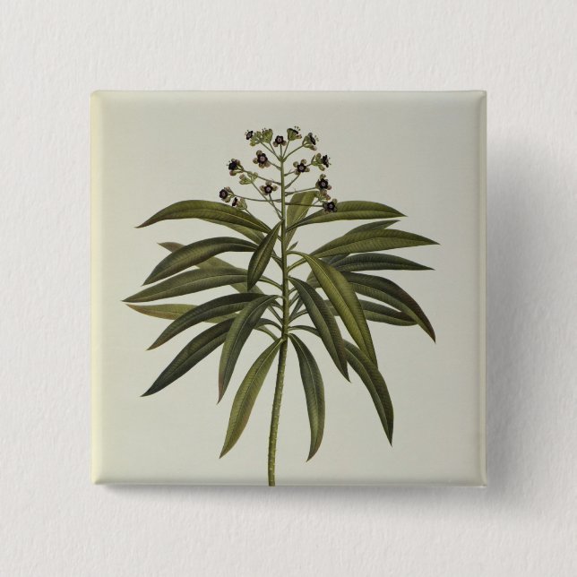 Euphorbia Mellifera Button (Front)