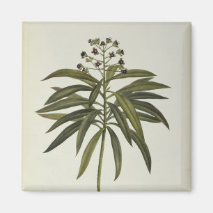 Euphorbia Mellifera Magnet