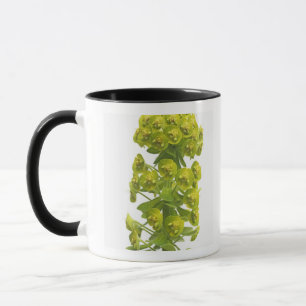Euphorbia Mug