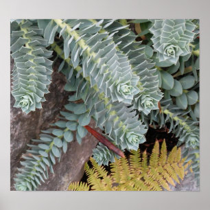 Euphorbia Myrsinites (Myrtle Spurge) Poster