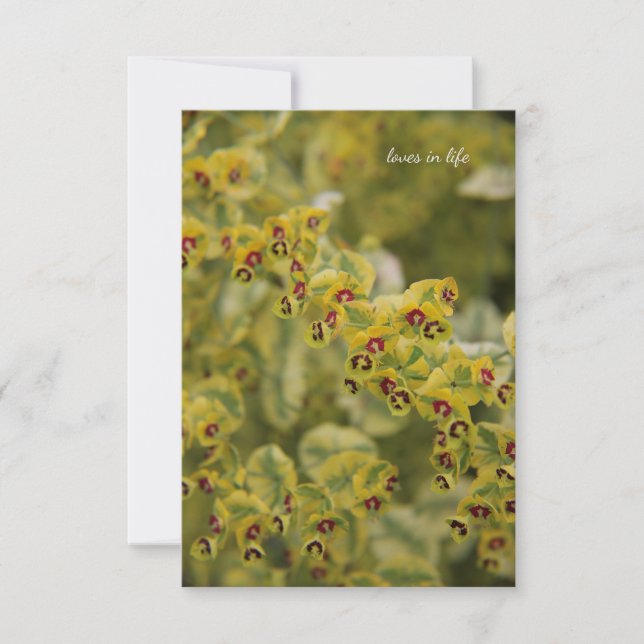Euphorbia Note Card (Front)