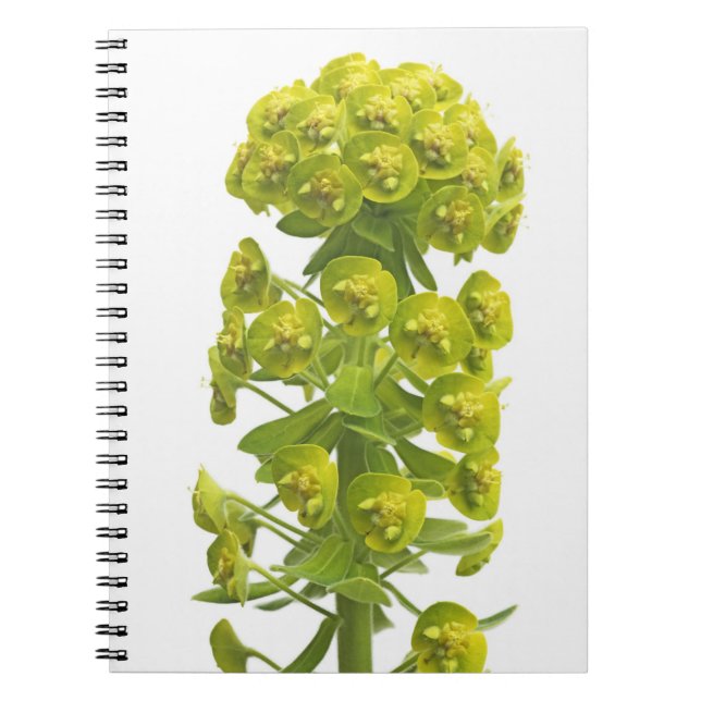 Euphorbia Notebook (Front)