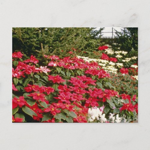 Euphorbia Pulcherrima Poinsettia flowers Postcard