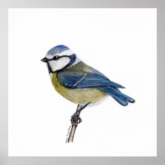  Eurasian Blue Tit Bird (Cyanistes caeruleus)  Poster (Front)