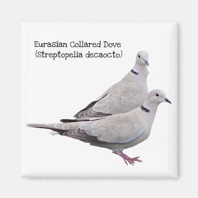 Eurasian Collared Dove Magnet (Front)