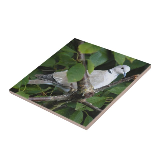 Eurasian Collared Dove on the Cherry Tree Ceramic Tile (Side)