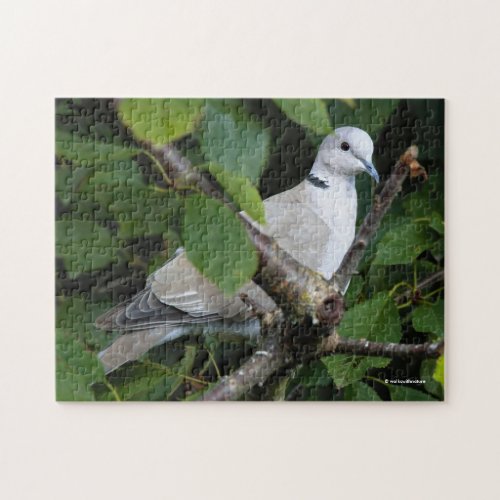 Eurasian Collared Dove on the Cherry Tree Jigsaw Puzzle