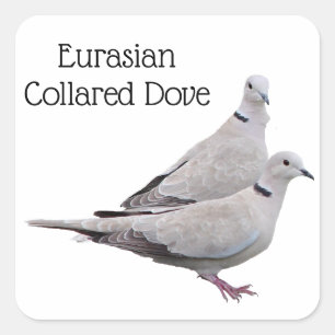 Eurasian Collared Dove Square Sticker