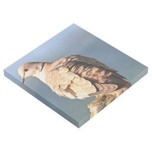 Eurasian Collared Dove Wildlife Art