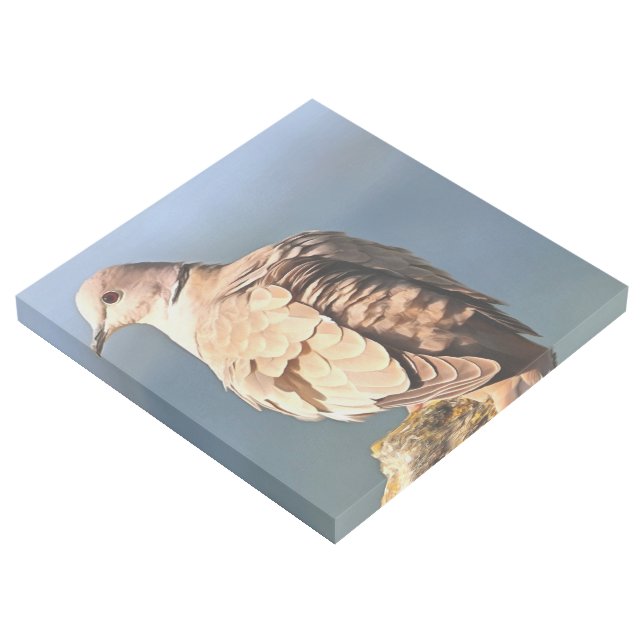 Eurasian Collared Dove Wildlife Art (3/4)