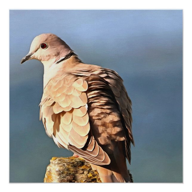 Eurasian Collared Dove Wildlife Art Poster (Front)