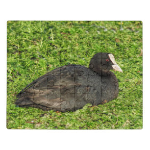 Eurasian Coot, Roath Park Lake, Cardiff, Wales. Jigsaw Puzzle