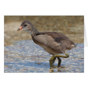 Eurasian Coot Young Chick Cards