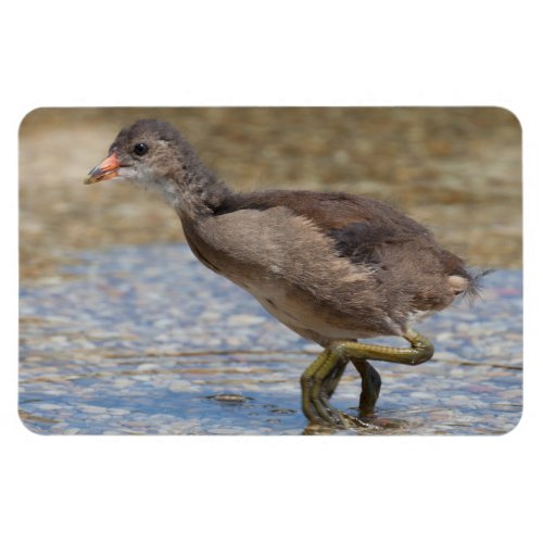 Eurasian Coot Young Chick Magnet