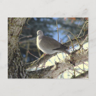 Eurasian Dove on Maple Tree Postcard