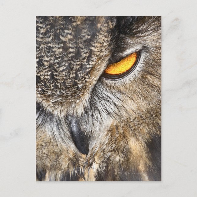 Eurasian Eagle Owl (Bubo bubo) Postcard (Front)
