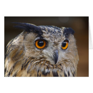 Eurasian Eagle Owl Cards