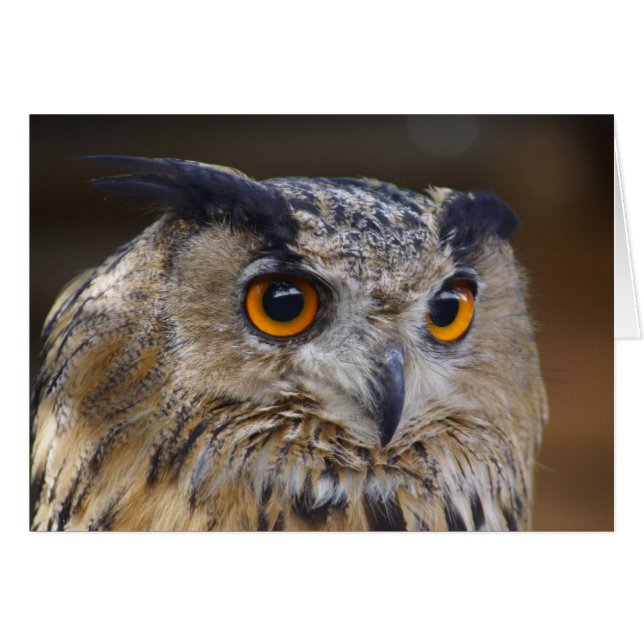 Eurasian Eagle Owl Cards (Front Horizontal)