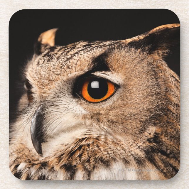 Eurasian Eagle Owl Coaster (Front)